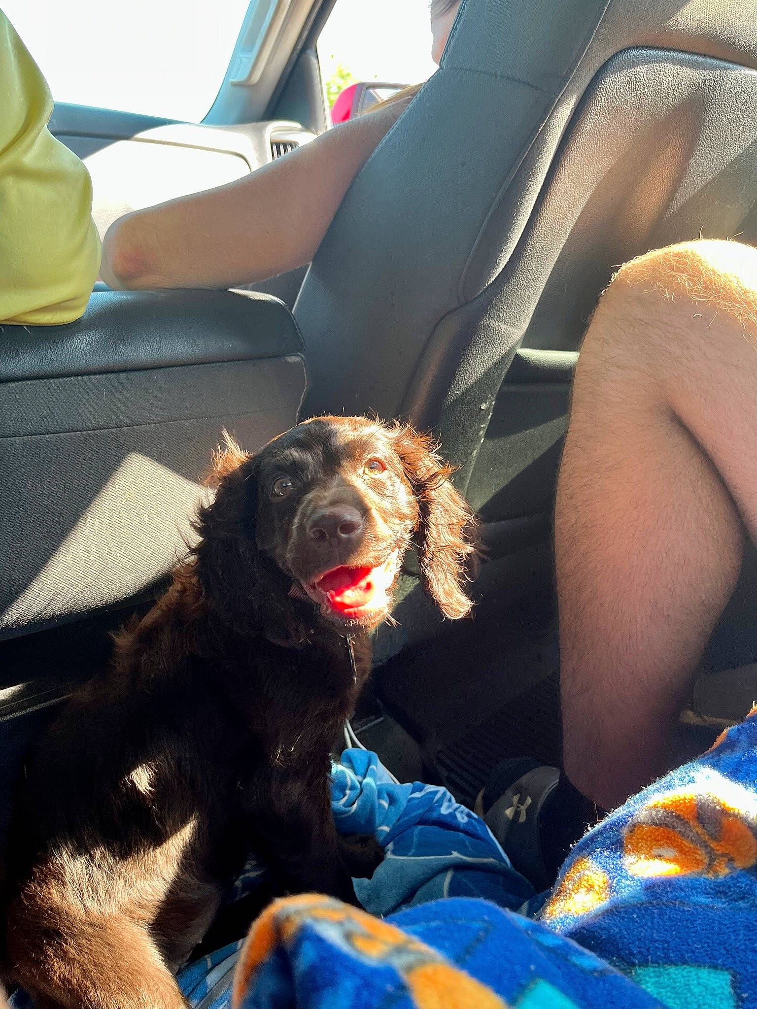 Berkley joined the competition — help win amazing prizes! auto_part, car, car_seat, car_seat_cover, carnivore, comfort, companion_dog, dog, dog_breed, family_car, fur, head_restraint, human_leg, personal_luxury_car, sitting, sporting_group, vehicle, vehicle_door, window, windshield