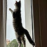 cat, window, curtain, rain, indoor, pet, feline, silhouette, perch, animal, fluffy, tail, looking_out, nature_view, daylight, home, domestic, vertical, standing, quiet