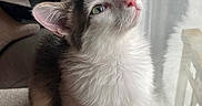 Yoda a rejoint le concours — aidez-le/la à gagner de superbes lots ! cat, fluffy, white_fur, gray_fur, green_eyes, indoor, window, reflection, curious, pet, feline, soft_surface, close_up, looking_up, whiskers, ears, nose, domestic_animal, cozy, natural_light
