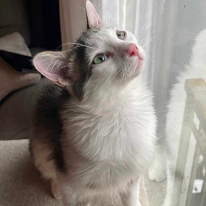 Yoda