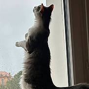 Yoda a rejoint le concours — aidez-le/la à gagner de superbes lots ! cat, window, rain, indoor, perch, fluffy, curious, animal, pet, feline, looking_out, daylight, gray, white, tail, ears, whiskers, houseplant, gloomy, background