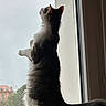 cat, window, rain, indoor, perch, fluffy, curious, animal, pet, feline, looking_out, daylight, gray, white, tail, ears, whiskers, houseplant, gloomy, background