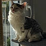cat, feline, pet, indoor, window, sunlight, perch, fluffy, white, gray, fur, animal, sitting, resting, quiet, contemplative, home, cozy, daylight, domestic