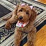 dog, puppy, brown_fur, bandana, hardwood_floor, rug, pet, cute, big_eyes, black_nose, sitting, indoor, domestic, paws, looking_up, portrait, ears, decorative_rug, pattern, playful