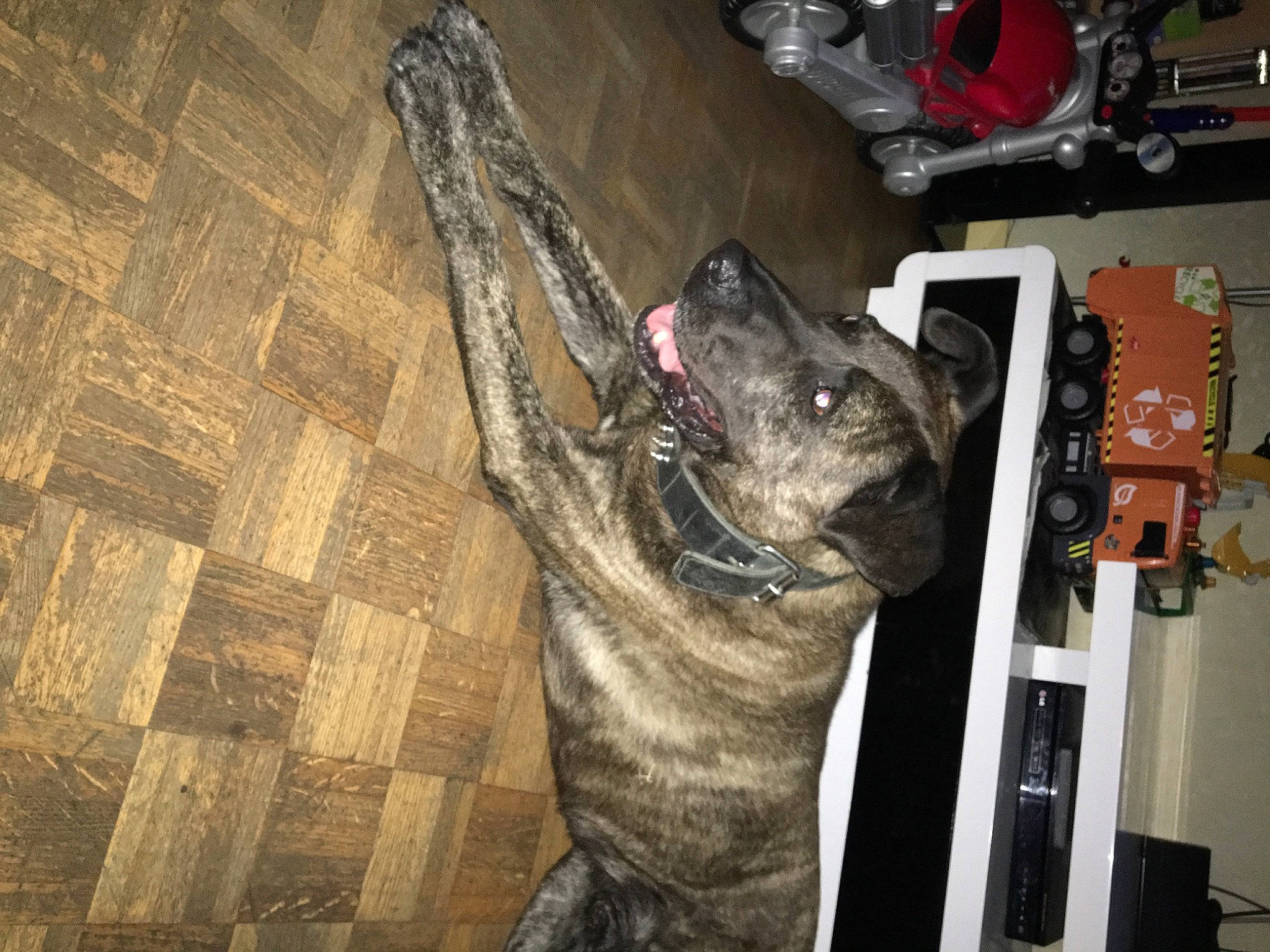 Naarden a rejoint le concours — aidez-le/la à gagner de superbes lots ! carnivore, collar, companion_dog, dog, dog_breed, domestic_short_haired_cat, fawn, felidae, flooring, fur, german_shepherd_dog, grey, herding_dog, small_to_medium_sized_cats, snout, sporting_group, tail, tree, whiskers, wood