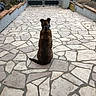 Naarden a rejoint le concours — aidez-le/la à gagner de superbes lots ! black_cat, canidae, carnivore, cat, fawn, felidae, flagstone, floor, flooring, patio, small_to_medium_sized_cats, tile