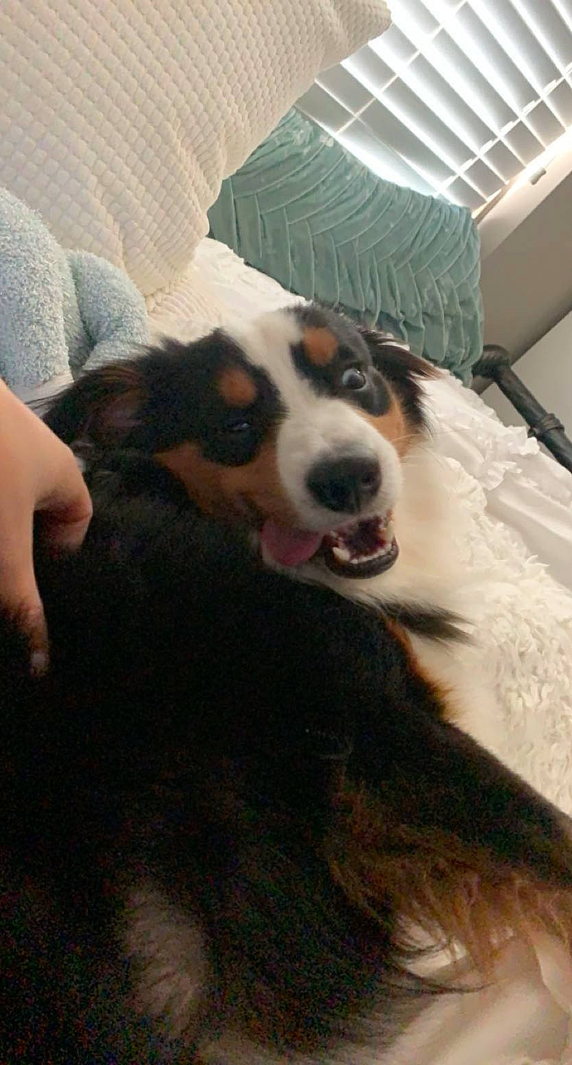 Dobby is registered to the contest to win money with this photo: bernese_mountain_dog, canidae, carnivore, comfort, companion_dog, dog, dog_breed, fur, herding_dog, iris, mammal, nail, organ, snout, sporting_group, terrestrial_animal, vertebrate, whiskers, working_animal, working_dog