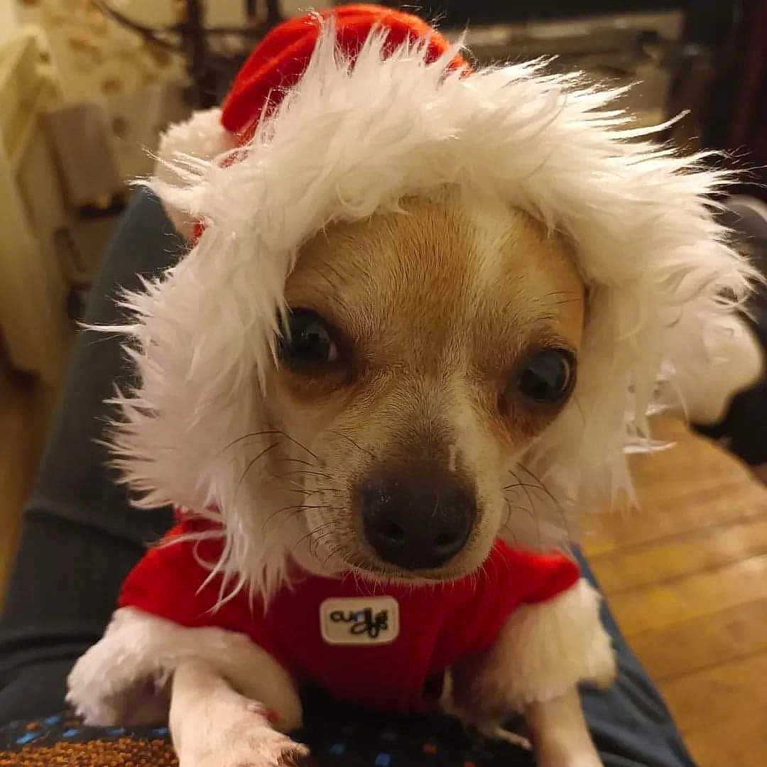Sweet a rejoint le concours — aidez-le/la à gagner de superbes lots ! animal, canine, cap, chihuahua, clothing, cockerspaniel, costume, dog, eskimodog, hair, hat, hood, hound, indoors, person, pet, poodle, puppy, snout, whitedog