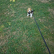 Aslan a rejoint le concours — aidez-le/la à gagner de superbes lots ! puppy, beagle, dog, grass, leash, outdoor, pet, animal, cute, young, nature, green, sitting, waiting, small, canine, playful, adorable, summer, park