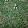 puppy, beagle, dog, grass, leash, outdoor, pet, animal, cute, young, nature, green, sitting, waiting, small, canine, playful, adorable, summer, park