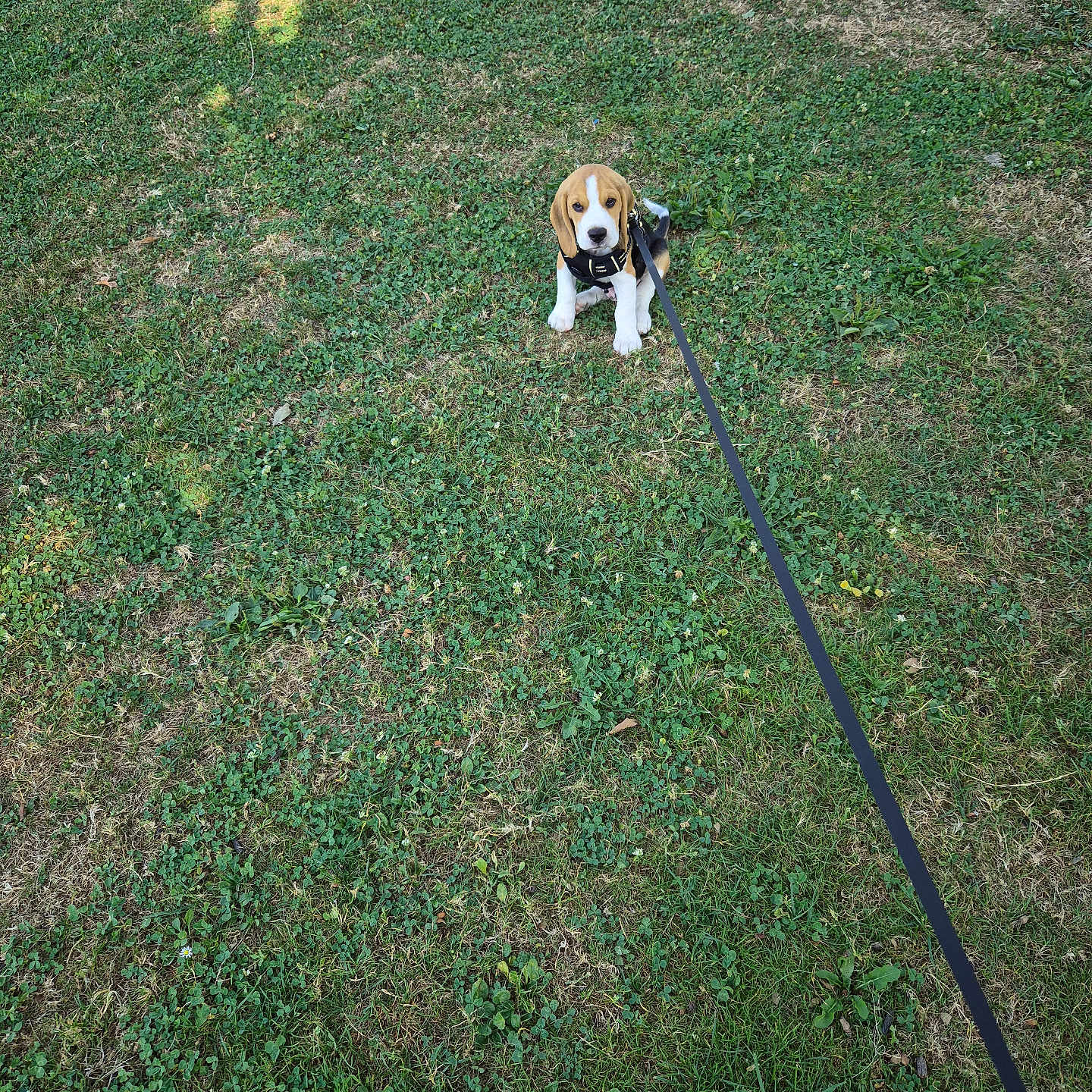 Aslan a rejoint le concours — aidez-le/la à gagner de superbes lots ! adorable, animal, beagle, canine, cute, dog, grass, green, leash, nature, outdoor, park, pet, playful, puppy, sitting, small, summer, waiting, young