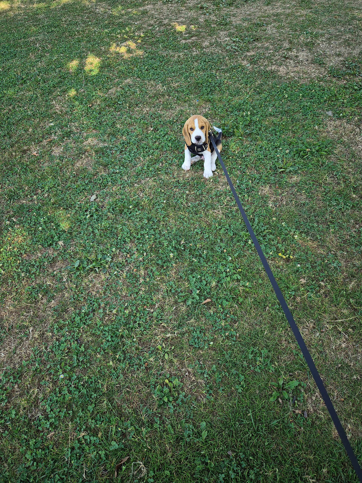 Aslan a rejoint le concours — aidez-le/la à gagner de superbes lots ! puppy, beagle, dog, grass, leash, outdoor, pet, animal, cute, young, nature, green, sitting, waiting, small, canine, playful, adorable, summer, park