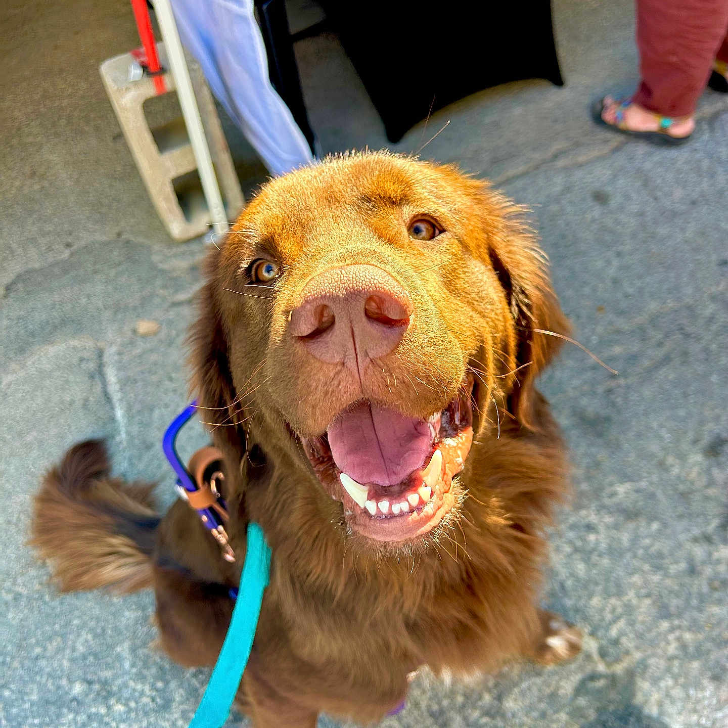 Journey is registered to the contest to win money with this photo: animal, brown_dog, canine, close_up, companion, concrete, cute, daylight, dog, friendly, fur, happy, leash, outdoor, pet, playful, smiling, tail, tongue_out, walking