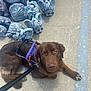 Journey joined the competition — help win amazing prizes! dog, brown_dog, leash, harness, concrete, sidewalk, statue, elephant_statue, turtle_statue, bigfoot_sign, footwear, sandal, outdoor, pet, animal, resting, looking_up, daylight, shadow, closeup