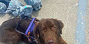 Journey is registered to the contest to win money with this photo: dog, brown_dog, leash, harness, concrete, sidewalk, statue, elephant_statue, turtle_statue, bigfoot_sign, footwear, sandal, outdoor, pet, animal, resting, looking_up, daylight, shadow, closeup