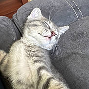 Nibblet is registered to the contest to win money with this photo: kitten, cat, sleeping, tabby, fur, whiskers, couch, gray, cozy, indoor, pet, relaxed, nap, closeup, animal, feline, cute, young, resting, soft