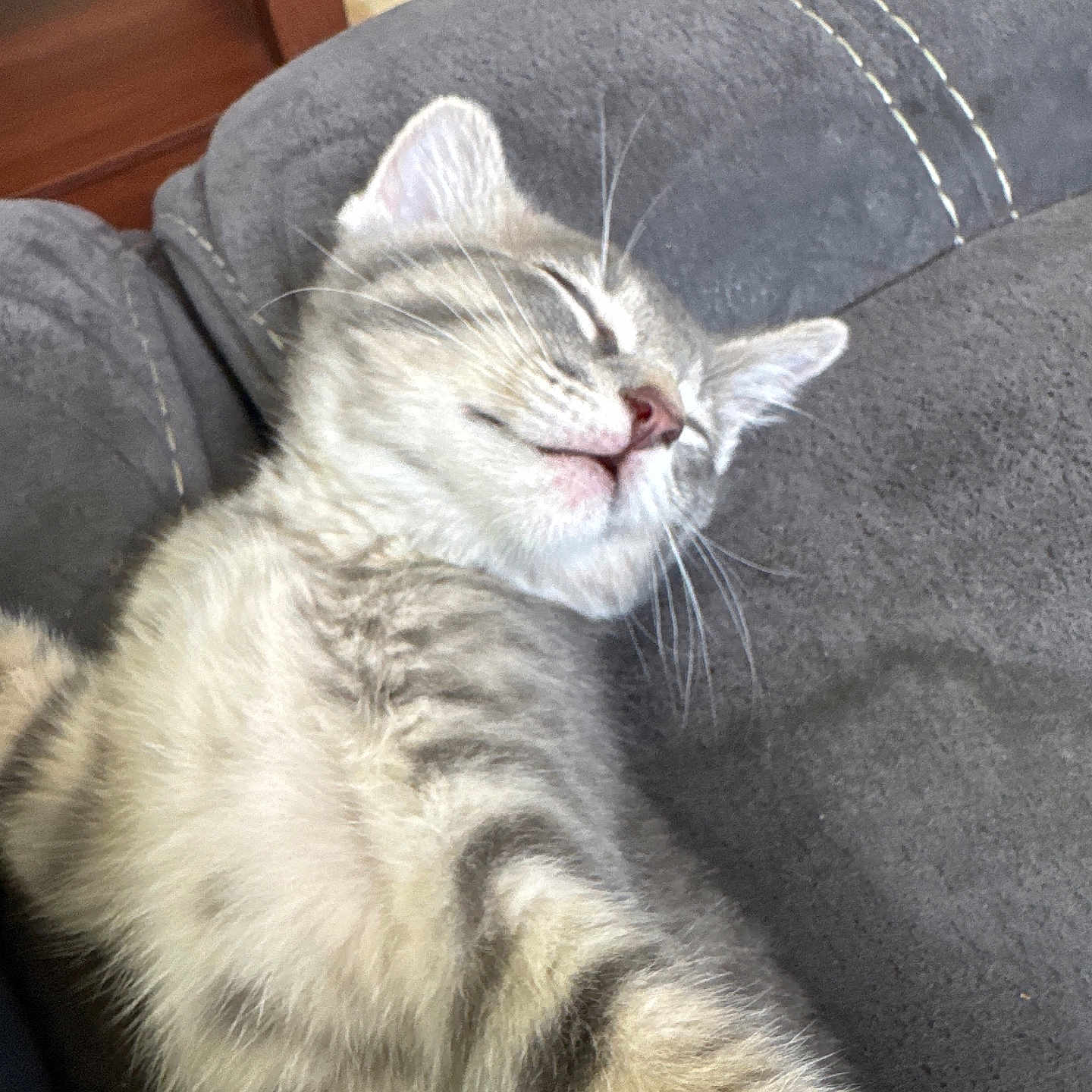 Nibblet is registered to the contest to win money with this photo: kitten, cat, sleeping, tabby, fur, whiskers, couch, gray, cozy, indoor, pet, relaxed, nap, closeup, animal, feline, cute, young, resting, soft