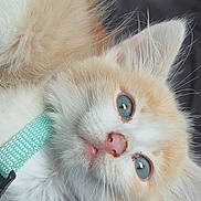 Sevyn joined the competition — help win amazing prizes! kitten, cat, blue_eyes, fluffy, fur, whiskers, pet, animal, cute, close_up, portrait, indoor, collar, curious, young, small, feline, soft_texture, lying_down, domestic_cat