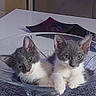 kittens, cats, gray_cat, white_cat, two_animals, cute, furry, sitting, lying_down, curious, ears, whiskers, green_eyes, glass_dish, table, tablecloth, dining_room, indoor, portrait, adorable