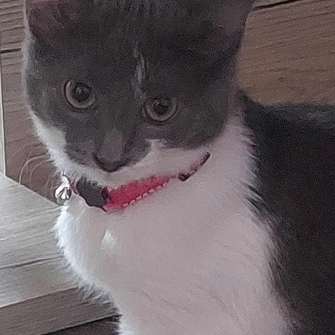 Nala
