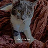 cat, kitten, gray_cat, white_chest, animal, pet, feline, sitting, portrait, yellow_eyes, indoors, bed, blanket, fluffy_blanket, cozy, home, photography, social_media, story, text_overlay