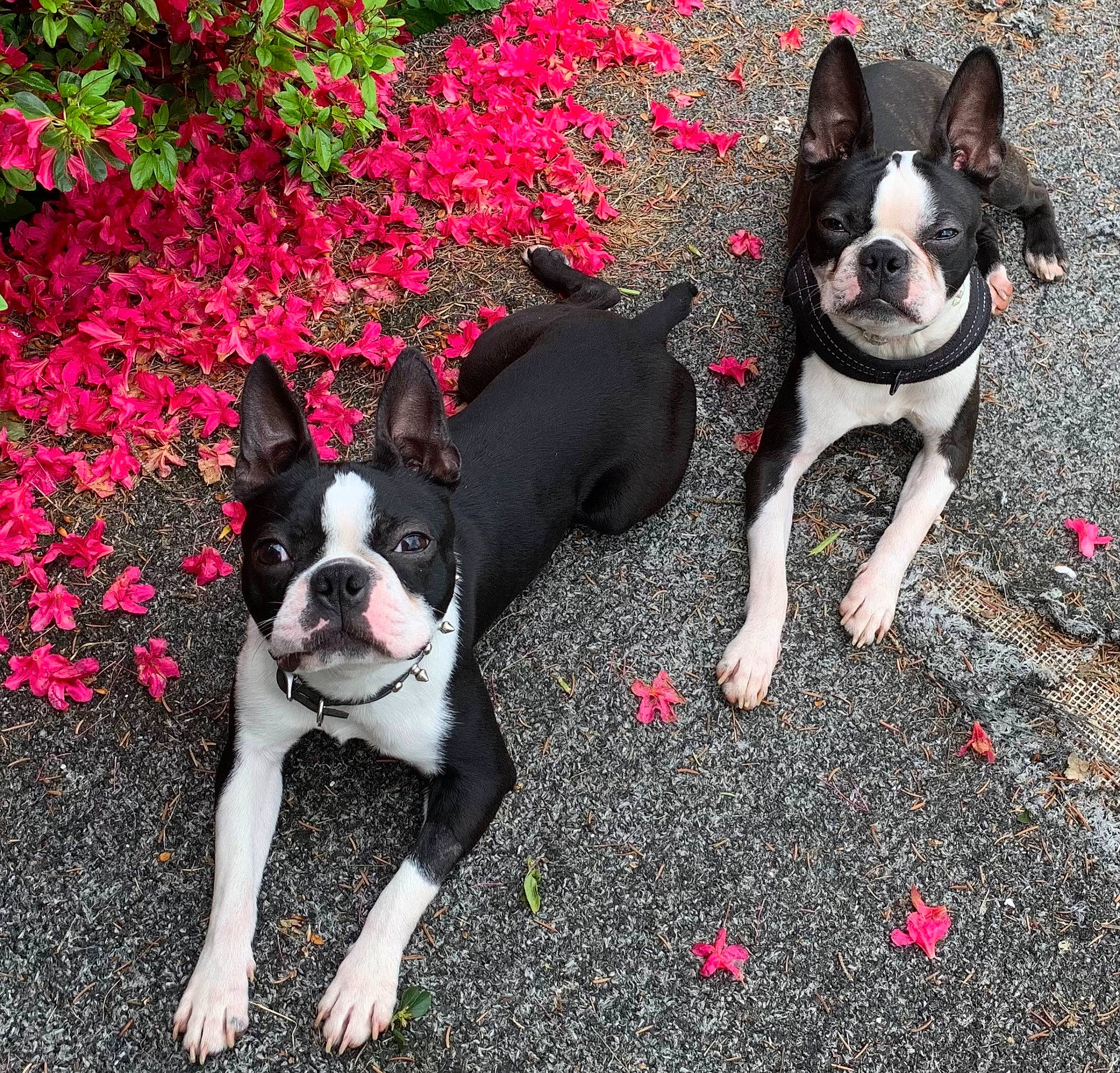 Apollo And Jasper joined the competition — help win amazing prizes! boston_terrier, bulldog, canidae, carnivore, companion_dog, dog, dog_breed, fawn, flower, grass, mammal, petal, pink, plant, red, snout, sporting_group, toy_dog, vertebrate, working_animal