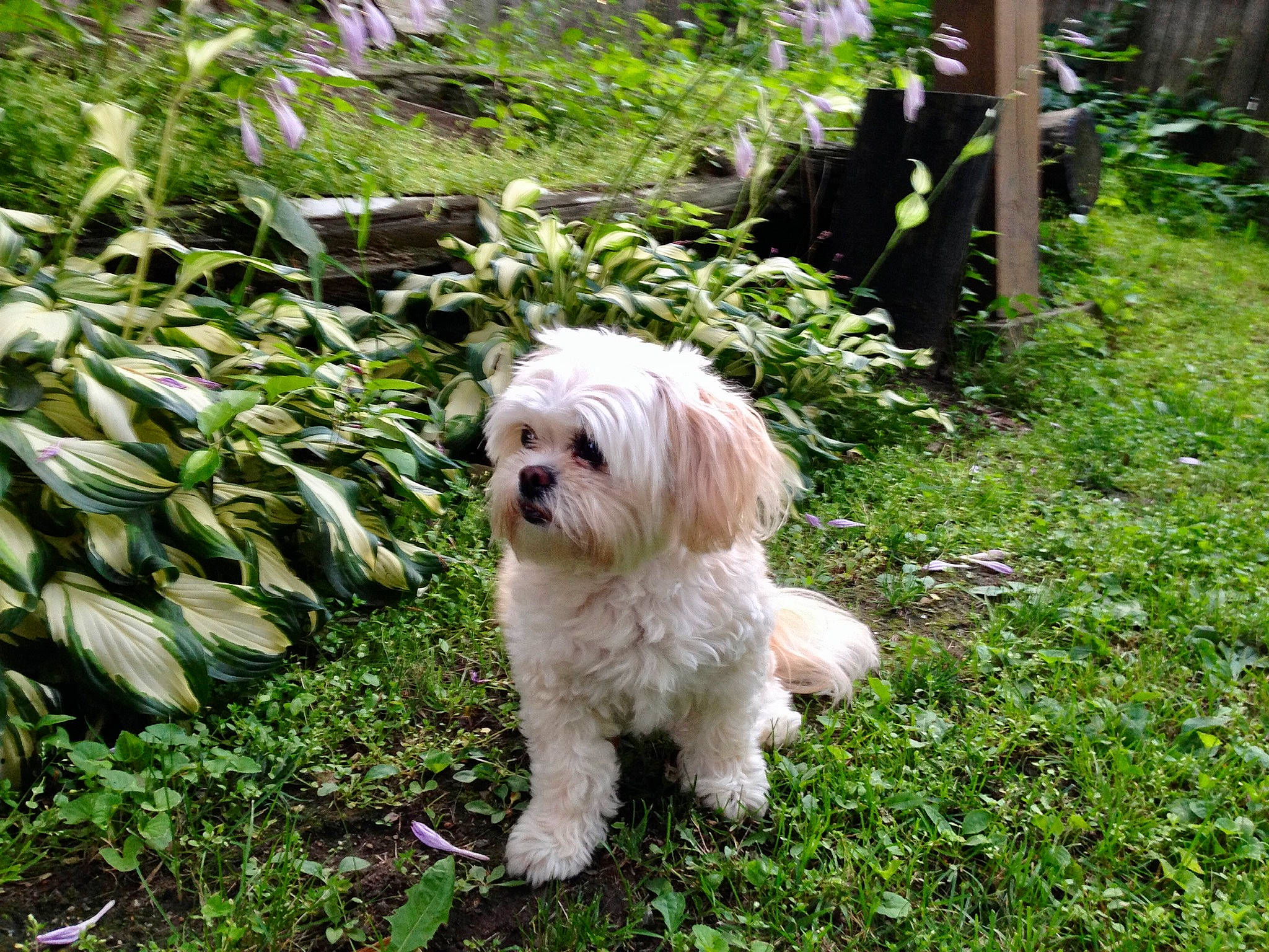 Jessalyn joined the competition — help win amazing prizes! canidae, carnivore, companion_dog, dog, dog_breed, dog_supply, garden, grass, groundcover, liver, mal_shi, plant, shrub, small_terrier, snout, sporting_group, terrestrial_plant, terrier, toy_dog, working_animal