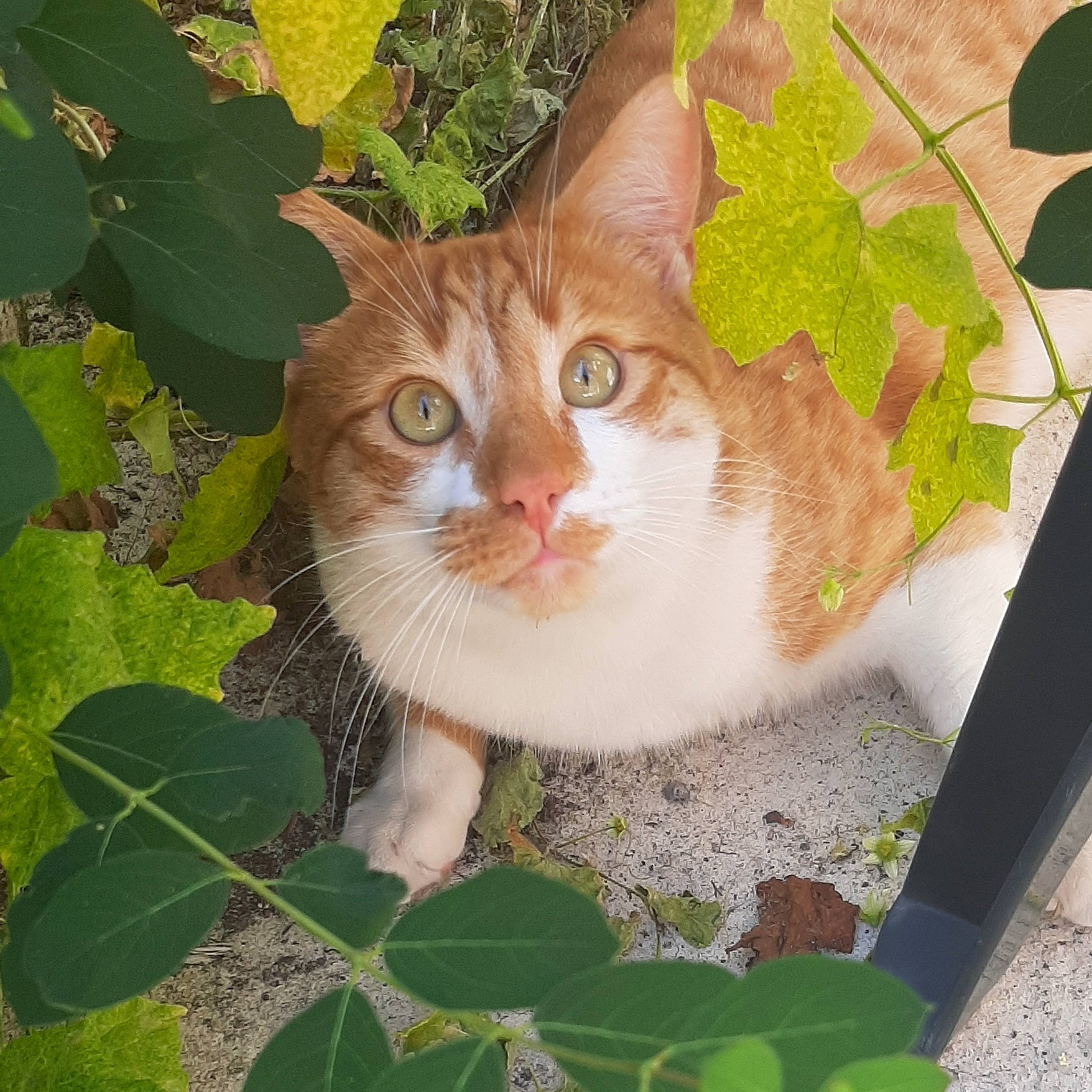 Prince participe au concours pour gagner de l'argent avec cette photo : art, carnivore, cat, domestic_short_haired_cat, fawn, felidae, fur, grass, groundcover, herb, leaf, pattern, plant, small_to_medium_sized_cats, snout, tail, tree, whiskers, window, wood