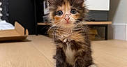 Mocha is registered to the contest to win money with this photo: kitten, cat, calico, fluffy, long_hair, pet, animal, sitting, portrait, front_view, large_eyes, whiskers, pink_nose, white_paws, indoor, wooden_floor, furniture, shelves, cute, adorable