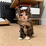 kitten, cat, calico, fluffy, long_hair, pet, animal, sitting, portrait, front_view, large_eyes, whiskers, pink_nose, white_paws, indoor, wooden_floor, furniture, shelves, cute, adorable