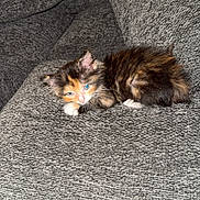 Mocha is registered to the contest to win money with this photo: kittens, cats, calico_cat, black_and_white_cat, sleeping, cuddling, couch, sofa, cushions, fur, whiskers, blue_eyes, indoors, home, cozy, cute, pets, resting, portrait, photography