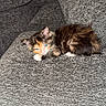 kittens, cats, calico_cat, black_and_white_cat, sleeping, cuddling, couch, sofa, cushions, fur, whiskers, blue_eyes, indoors, home, cozy, cute, pets, resting, portrait, photography