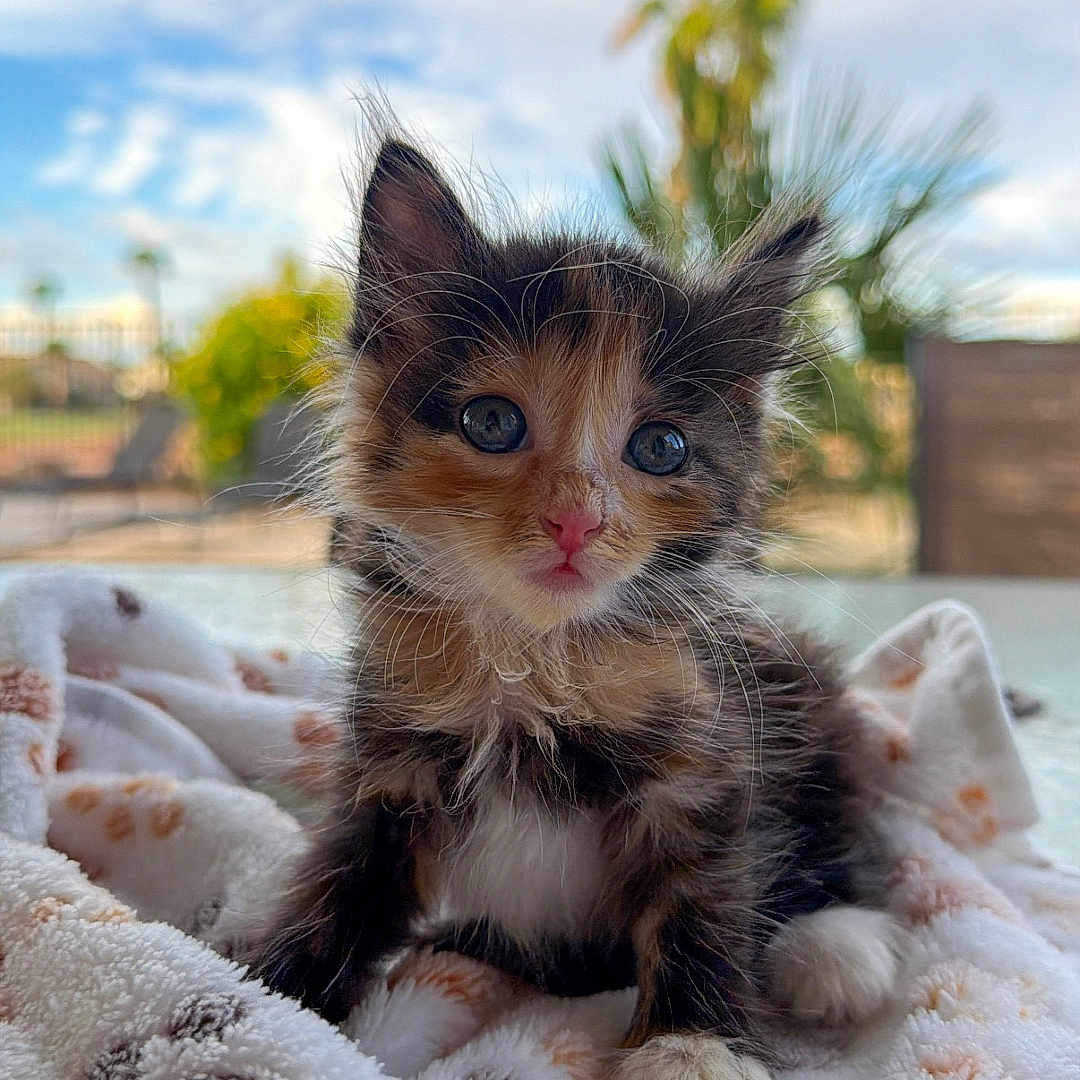 Mocha