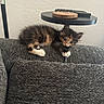 Mocha joined the competition — help win amazing prizes! kitten, cat, calico, fluffy, furry, animal, pet, cute, sofa, couch, indoor, home, sitting, lying_down, whiskers, paws, ears, shelf, wood, portrait