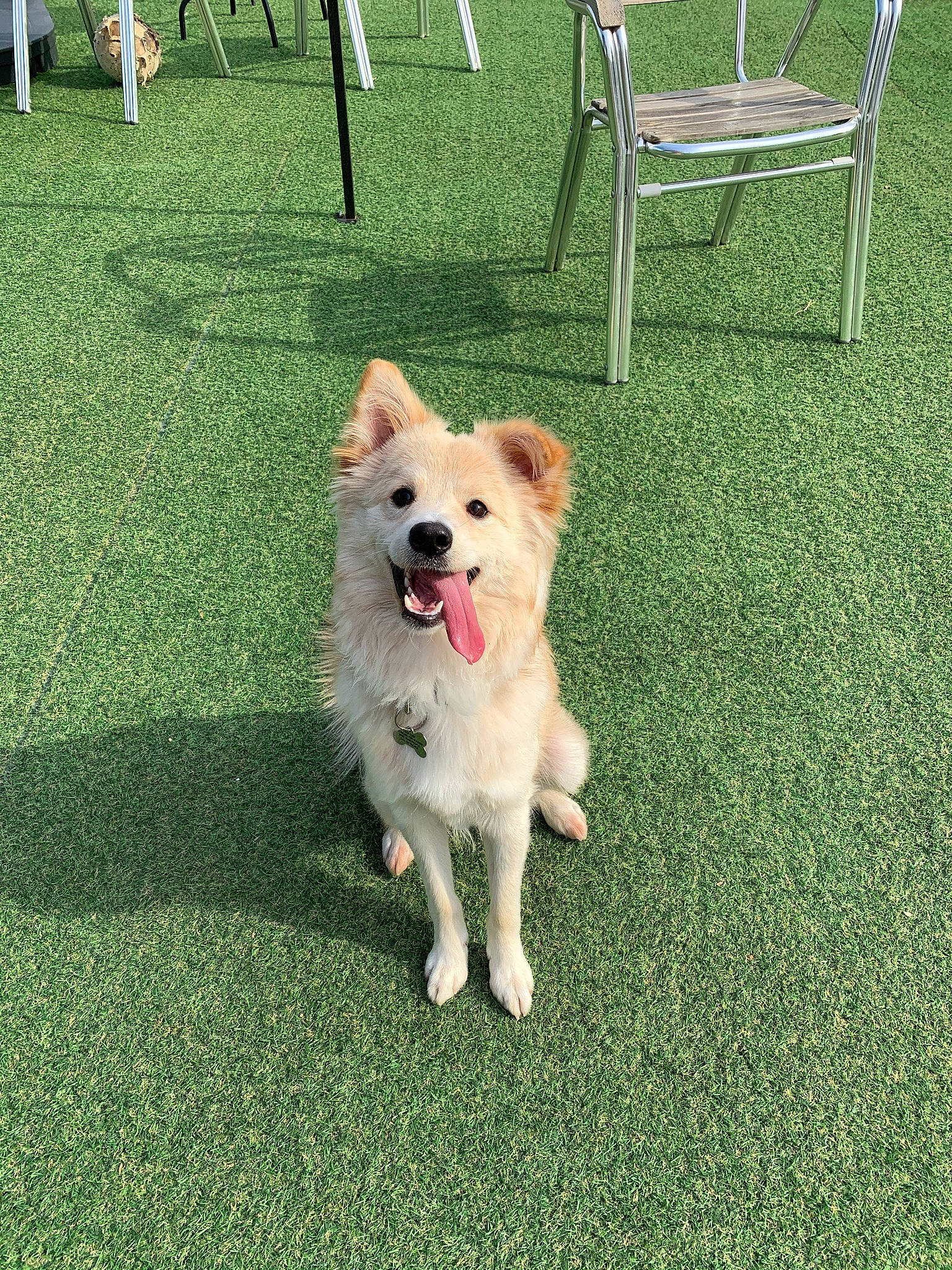 Bear is registered to the contest to win money with this photo: canidae, carnivore, chair, companion_dog, dog, dog_breed, dog_supply, fawn, grass, lawn, leisure, non_sporting_group, outdoor_furniture, pet_supply, photo_caption, sporting_group, tail, working_animal, working_dog, yard