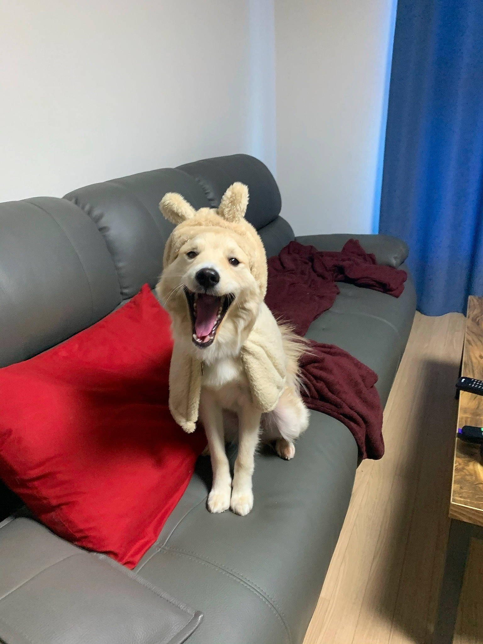 Bear is registered to the contest to win money with this photo: carnivore, comfort, companion_dog, couch, curtain, dog, dog_breed, dog_supply, fawn, flooring, furniture, hardwood, living_room, room, sofa_bed, sporting_group, studio_couch, table, tail, working_animal