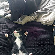 Dexter is registered to the contest to win money with this photo: animal, bed, black_and_white, blanket, cat, comfort, companion, cozy, curious, cute, dog, fur, indoor, kitten, paws, pet, relaxed, resting, sleeping, soft