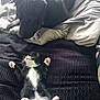 animal, bed, black_and_white, blanket, cat, comfort, companion, cozy, curious, cute, dog, fur, indoor, kitten, paws, pet, relaxed, resting, sleeping, soft