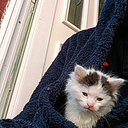 Walter is registered to the contest to win money with this photo: brick_wall, brown_spot, cat, close_up, cozy, door, eyes, front_door, fur, indoor_outdoor, kitten, navy_hoodie, nose, pet, porch, portrait, textured_fabric, whiskers, white_fur, young_animal
