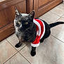 cat, black_cat, pet, animal, feline, santa_outfit, costume, holiday, festive, indoor, tile_floor, wooden_door, curious, looking_up, domestic, cute, fur, whiskers, ears, tail