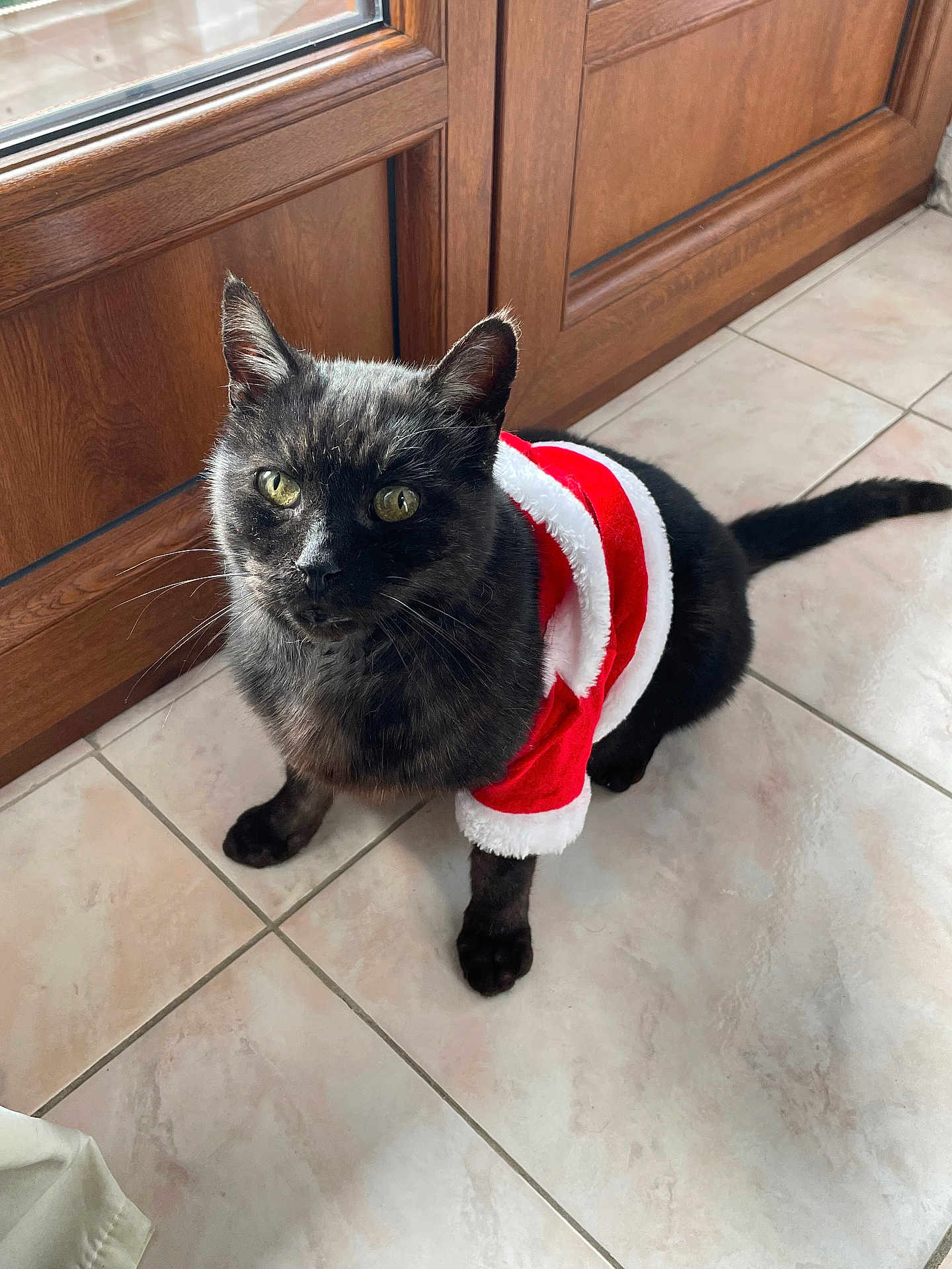Kitty a rejoint le concours — aidez-le/la à gagner de superbes lots ! cat, black_cat, pet, animal, feline, santa_outfit, costume, holiday, festive, indoor, tile_floor, wooden_door, curious, looking_up, domestic, cute, fur, whiskers, ears, tail