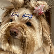 Freyja is registered to the contest to win money with this photo: dog, fluffy, hair_buns, hair_bow, hair_clip, braid, pet, indoor, cute, accessories, closeup, light_brown, fur, adorable, calm, portrait, animal, companion, domestic, mammal