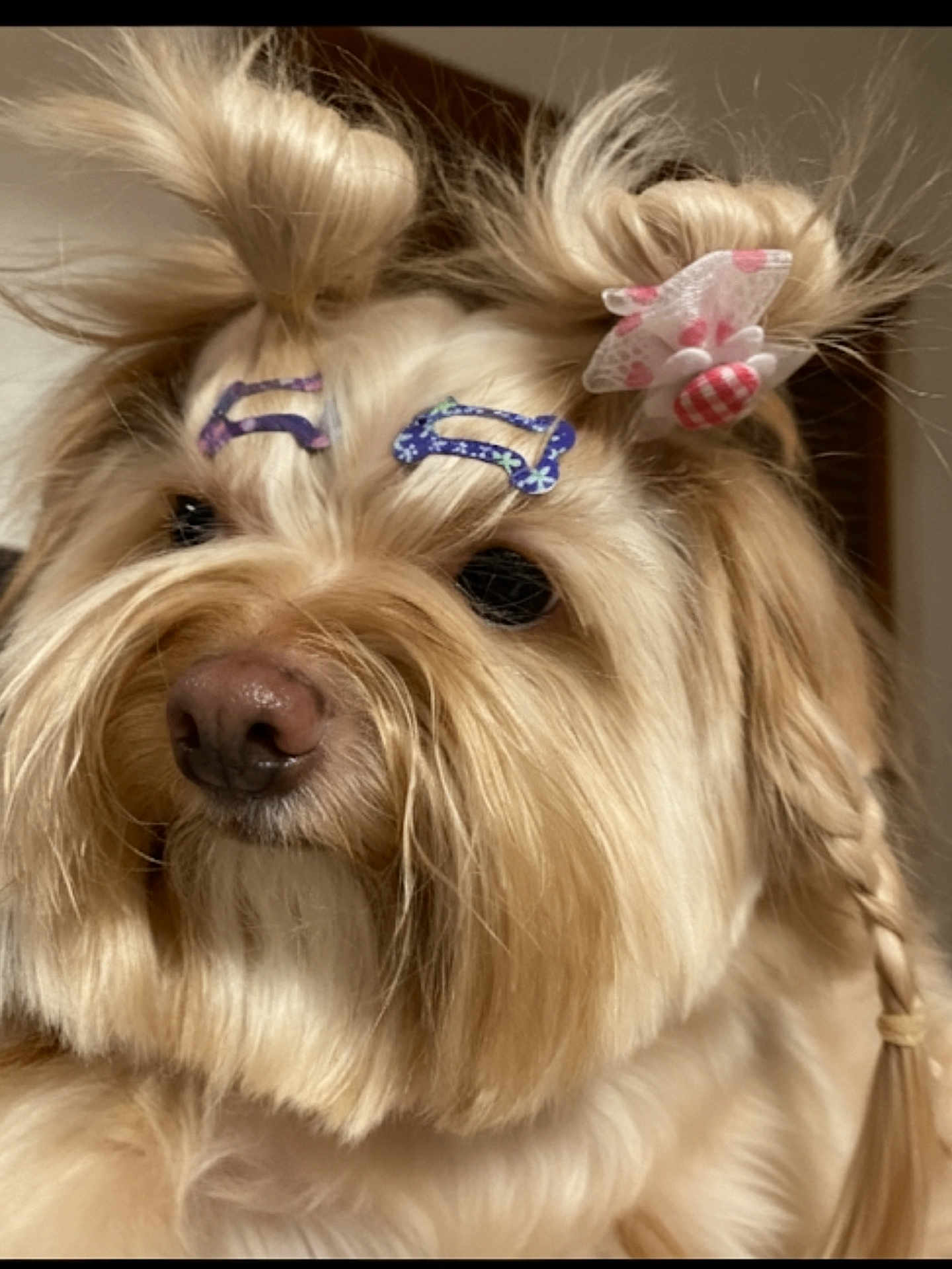 Freyja is registered to the contest to win money with this photo: dog, fluffy, hair_buns, hair_bow, hair_clip, braid, pet, indoor, cute, accessories, closeup, light_brown, fur, adorable, calm, portrait, animal, companion, domestic, mammal