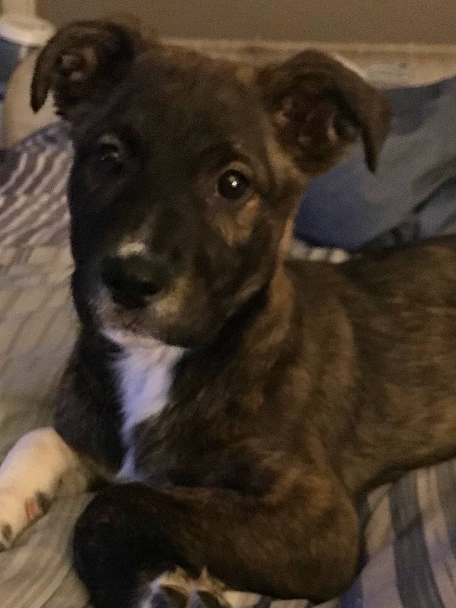 Bear is registered to the contest to win money with this photo: canidae, carnivore, companion_dog, dog, dog_breed, fawn, fur, non_sporting_group, sporting_group, street_dog, terrestrial_animal, toy_dog, whiskers, working_animal