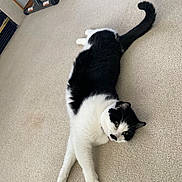 Lexi Aray Dieter is registered to the contest to win money with this photo: black_and_white_cat, carpet, cat, cute, domestic_cat, dumbbell, exercise_equipment, feline, green_eyes, home_interior, indoor, living_room, lounging, paws, pet, relaxed, stretched_out, tail, tuxedo_cat, whiskers