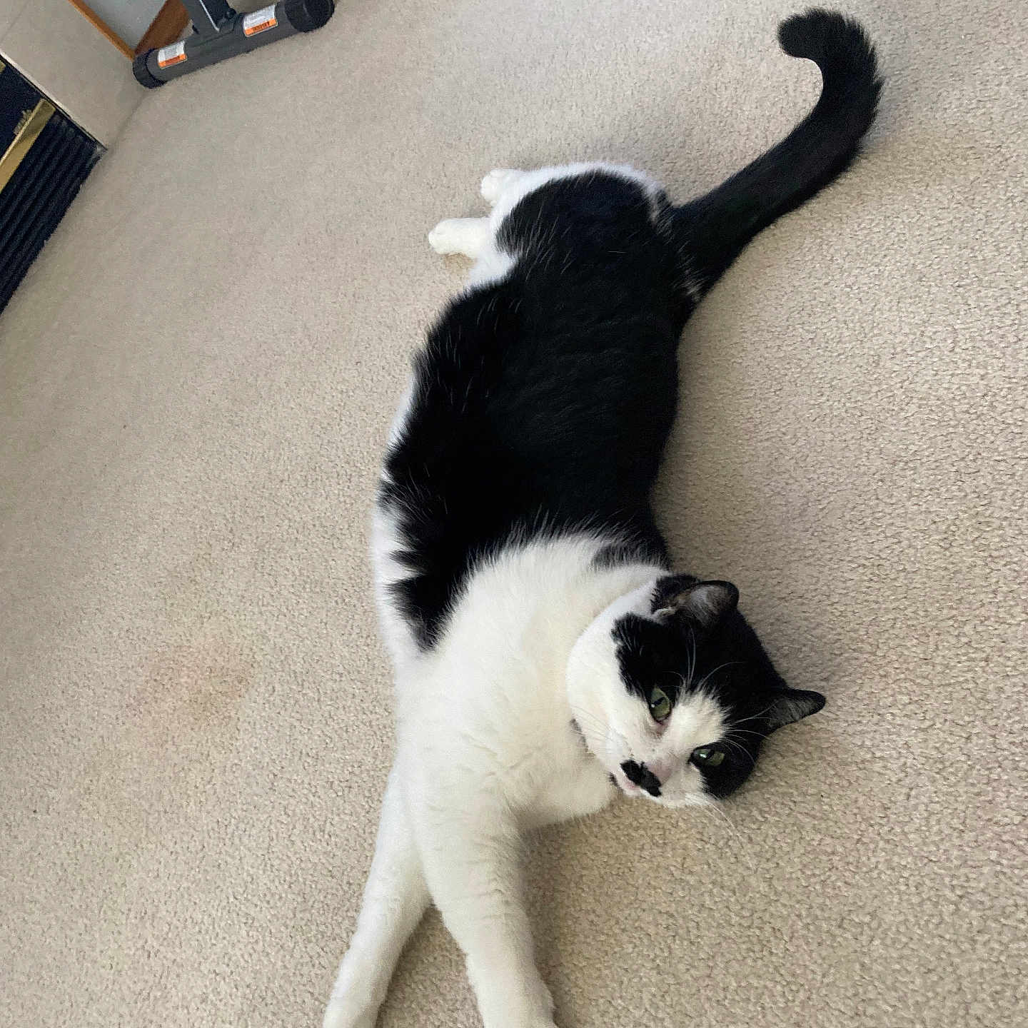 Lexi Aray Dieter is registered to the contest to win money with this photo: black_and_white_cat, carpet, cat, cute, domestic_cat, dumbbell, exercise_equipment, feline, green_eyes, home_interior, indoor, living_room, lounging, paws, pet, relaxed, stretched_out, tail, tuxedo_cat, whiskers