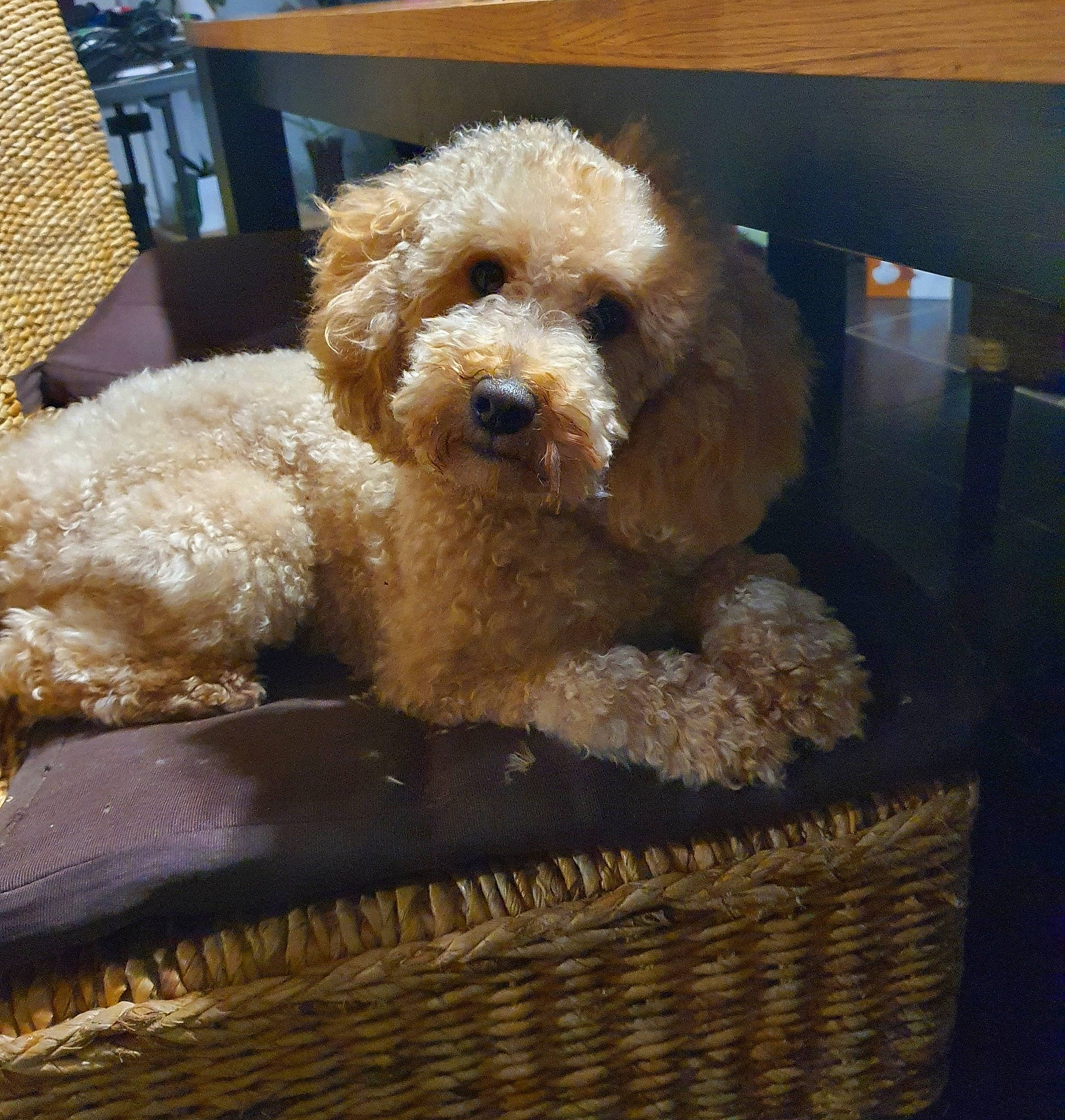 Sunny a rejoint le concours — aidez-le/la à gagner de superbes lots ! basket, canidae, carnivore, chair, companion_dog, dog, dog_breed, fawn, fur, labradoodle, pet_supply, poodle, sporting_group, terrier, toy, toy_dog, water_dog, wicker, wood, working_animal