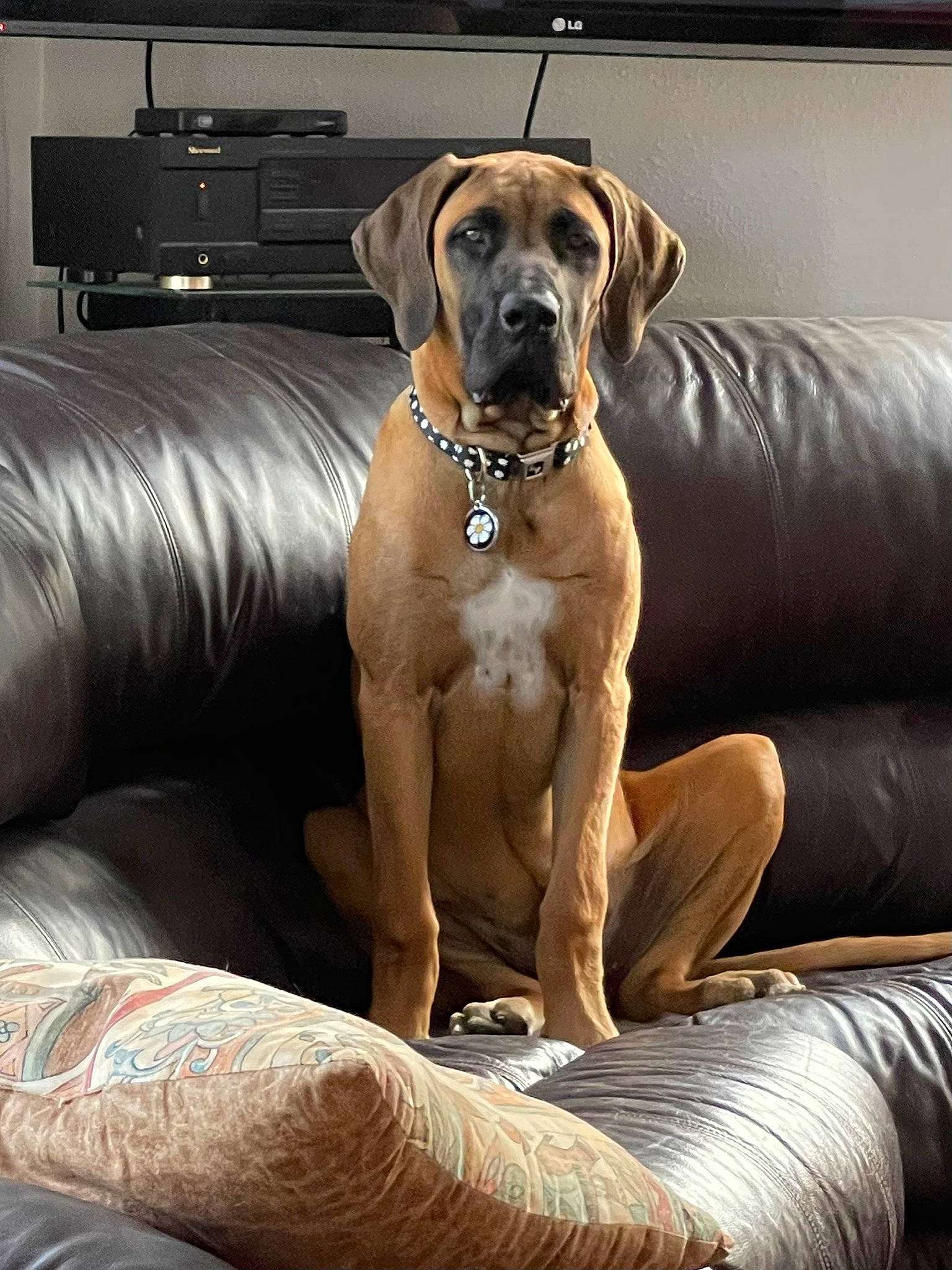 Daisy joined the competition — help win amazing prizes! canidae, carnivore, collar, comfort, companion_dog, computer_keyboard, couch, dog, dog_breed, dog_collar, dog_supply, fawn, liver, pet_supply, snout, sporting_group, studio_couch, television, whiskers, working_animal