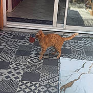Chucky a rejoint le concours — aidez-le/la à gagner de superbes lots ! animal, cat, curious, daylight, door_frame, floor_tiles, glass_door, home, house, indoor, kitchen, orange_cat, outdoor, patio, patterned_tiles, pet, plant_pot, sliding_door, tabby, tiled_floor