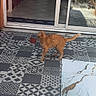 animal, cat, curious, daylight, door_frame, floor_tiles, glass_door, home, house, indoor, kitchen, orange_cat, outdoor, patio, patterned_tiles, pet, plant_pot, sliding_door, tabby, tiled_floor